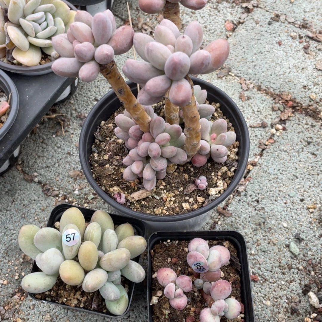 仙子奶酪多肉植物