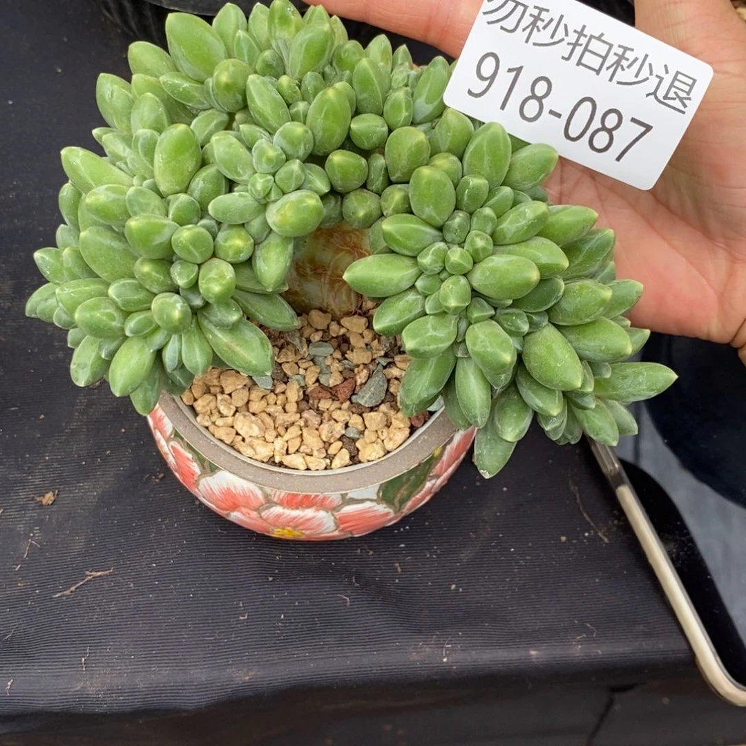 勿秒拍秒退 918-087千代田缀