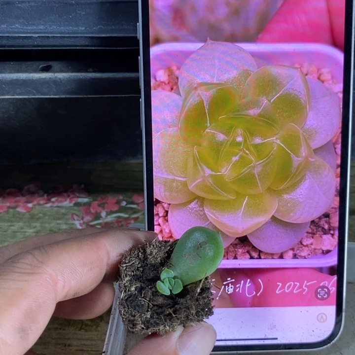 穴盘魔力芽苗一个