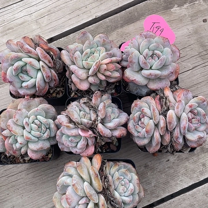 奶盖多肉植物群生