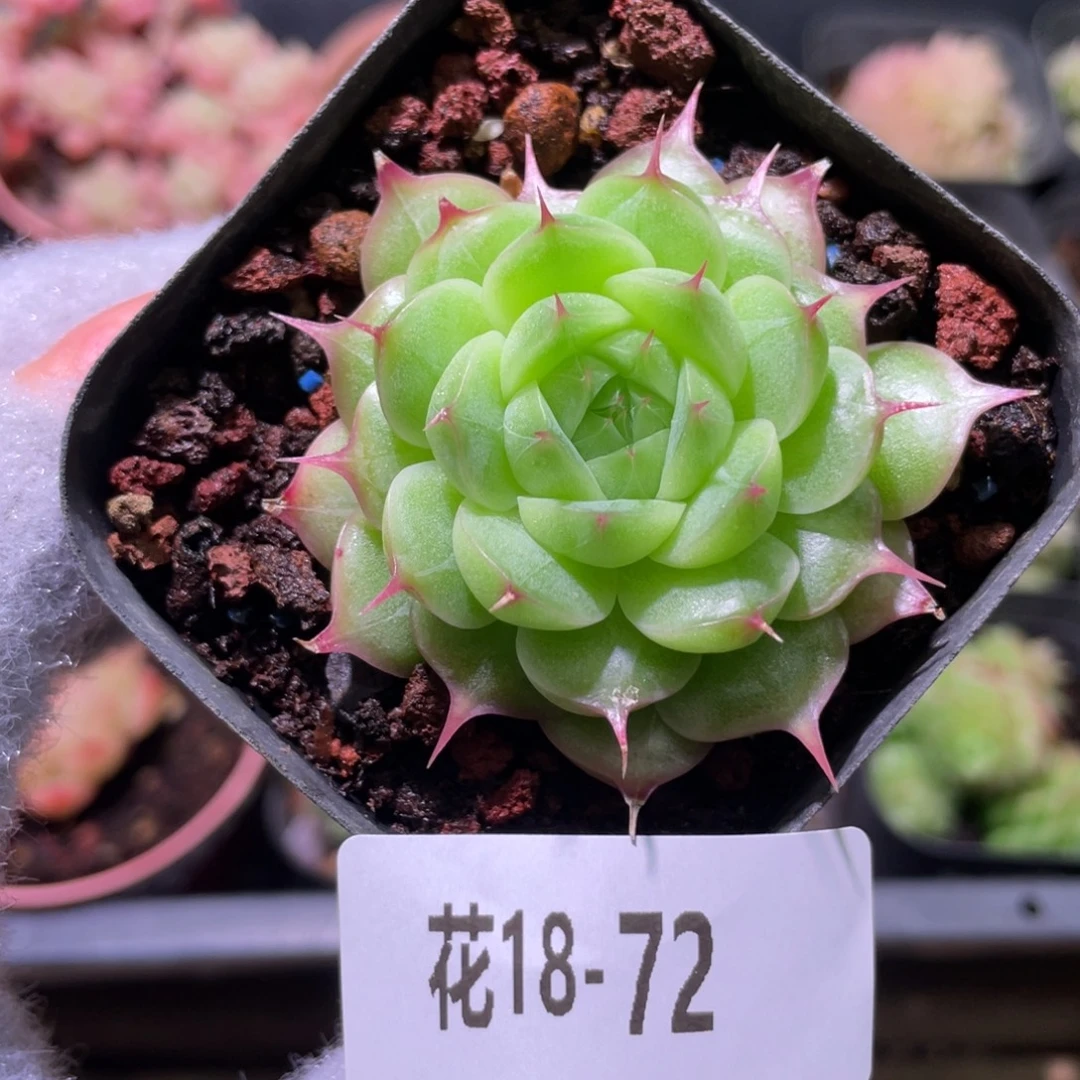 花利美18-72海王单头