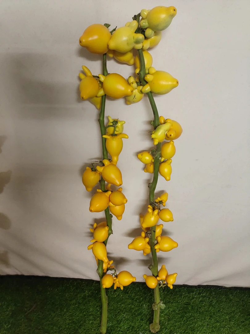 五代果黄金果装饰摆件室内办公室家居新店开张喜庆年宵真果耐超长