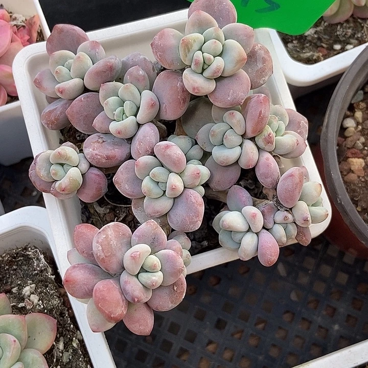 多肉植物洛神845多肉
