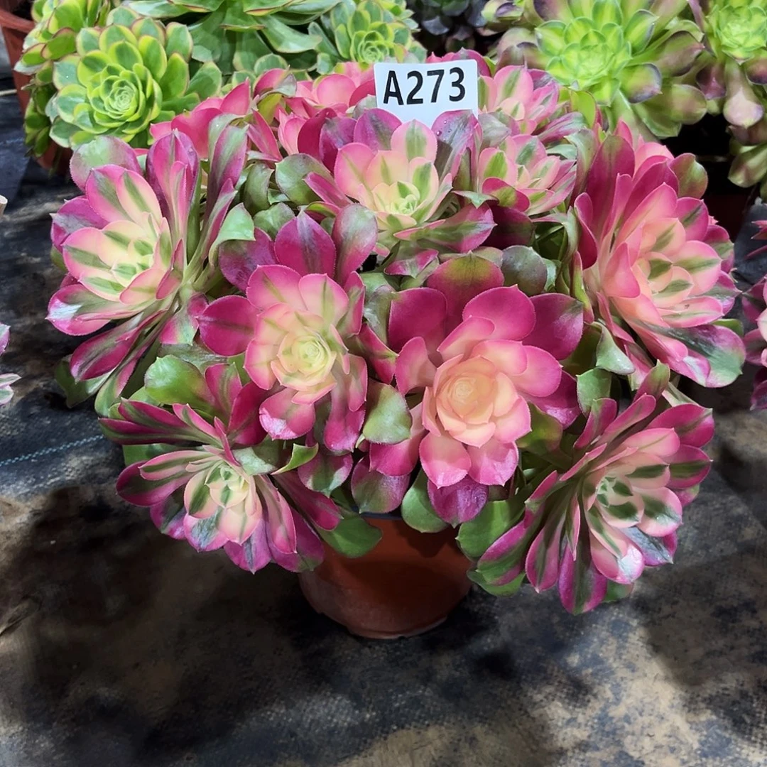 从林香妃273多肉植物