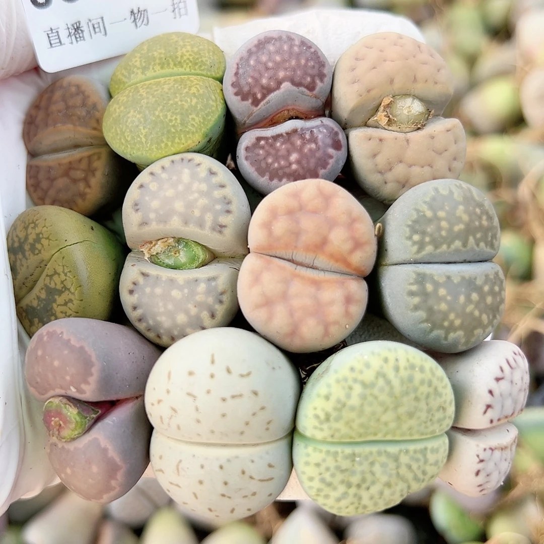 8677 好养易活生石花大母本12个2-2.7cn有颗大饼干