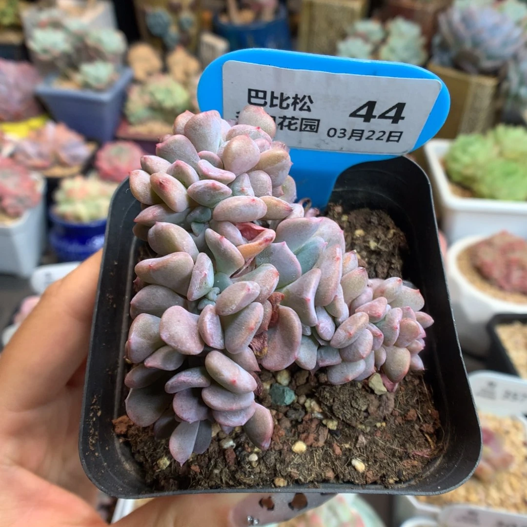 44雪精灵缀化多肉植物