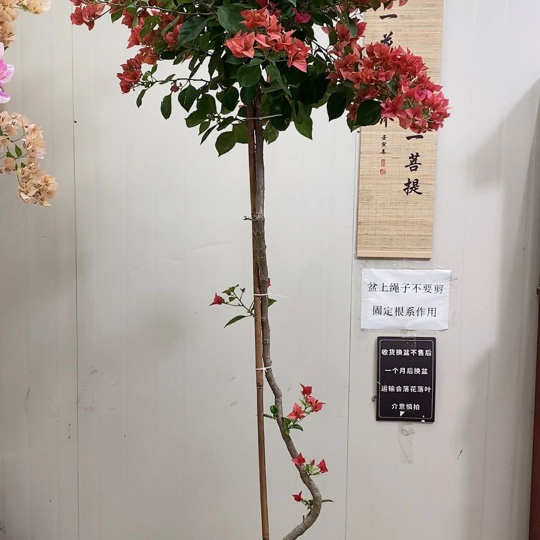 大部分花苞少量开放