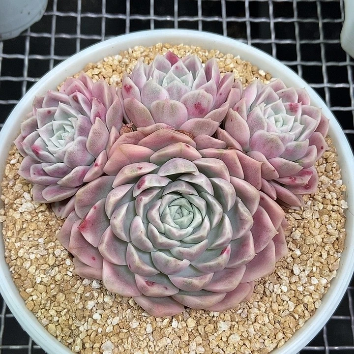 海琳娜锦多肉植物