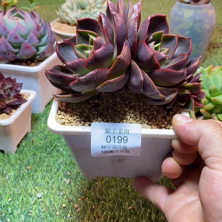0199啊啊啊啊啊啊啊啊啊啊