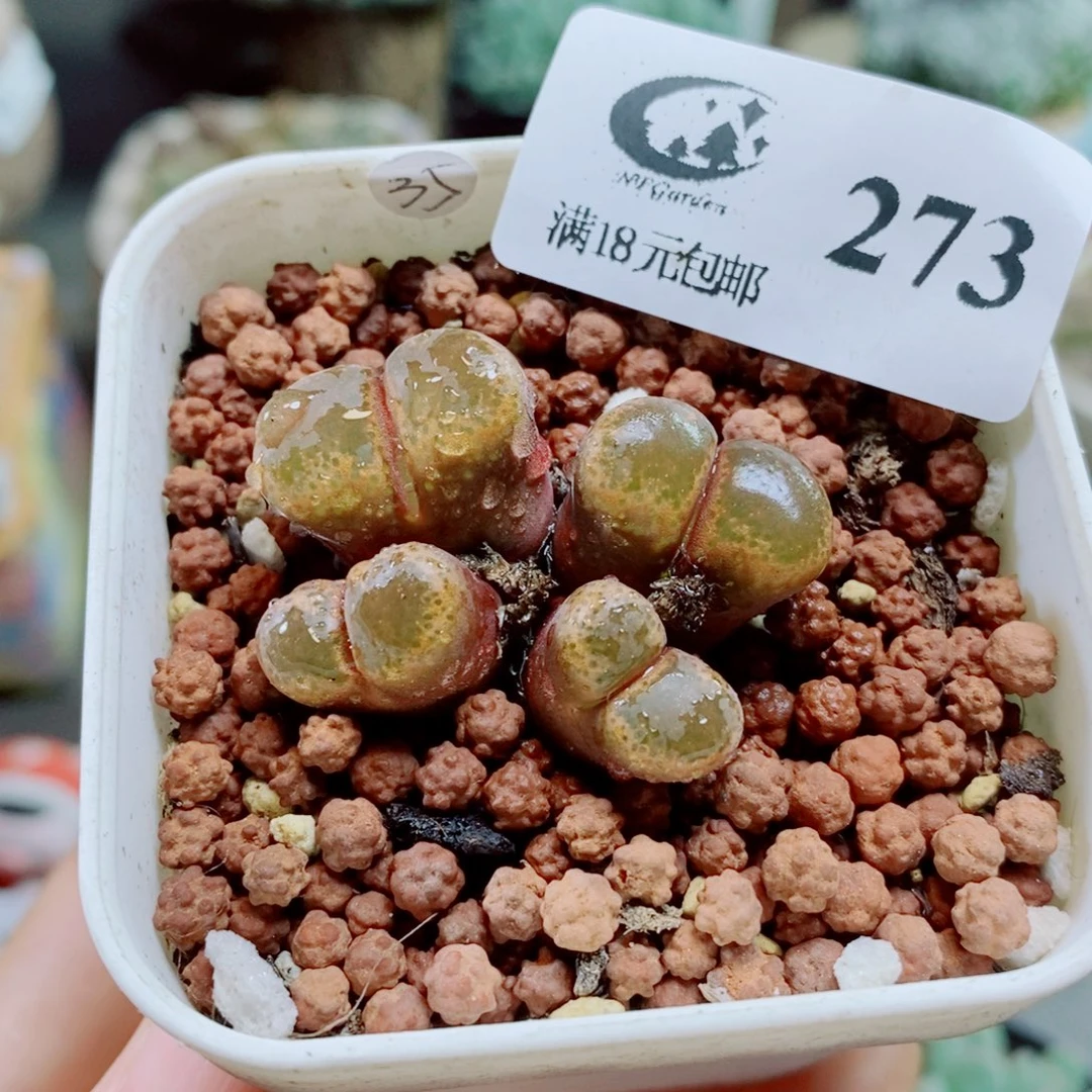 生石花花哈哈哈哈273