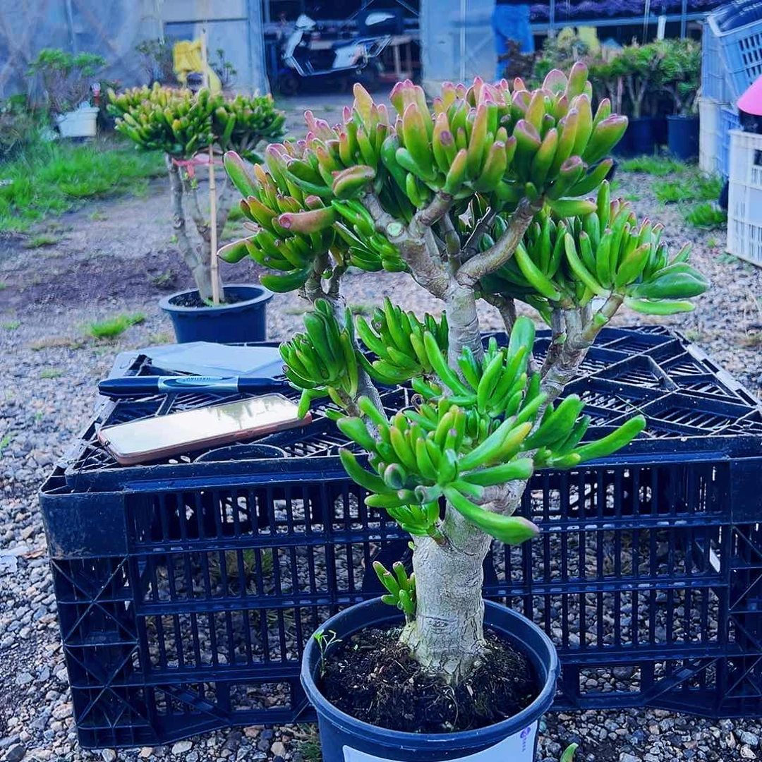 2号吸财树不带盆土