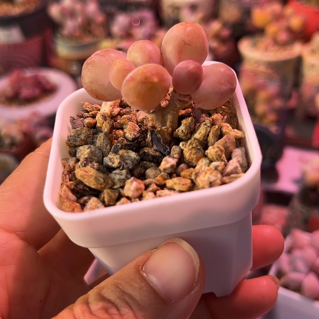 乌里韦亚一物一拍