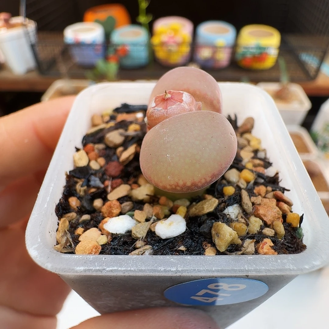 多肉植物福利肉锥紫罗兰风铃478