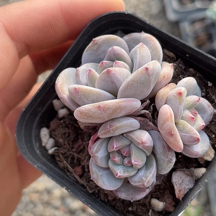 星影群随机发2颗满18