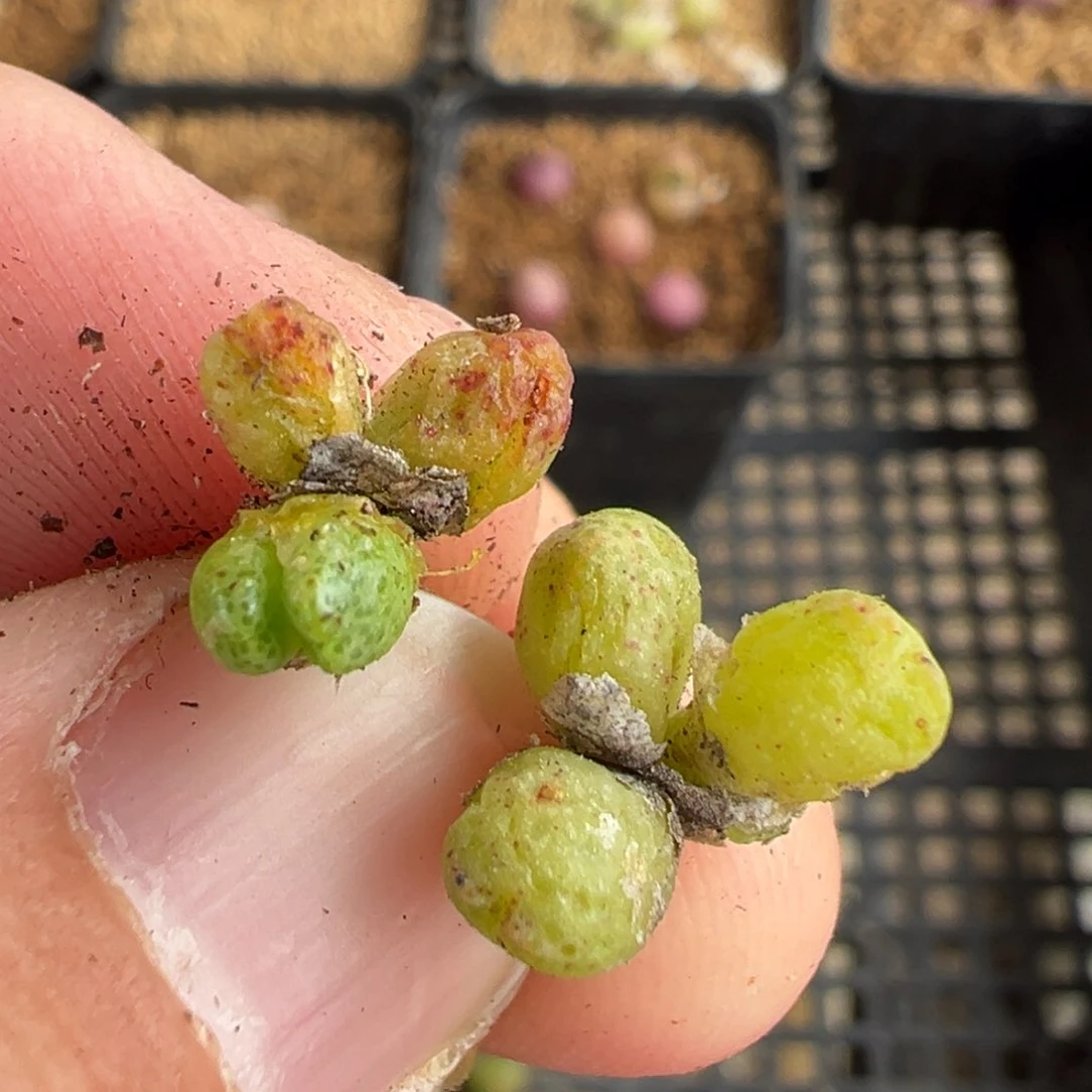 量拍3头龙猫斑马一颗