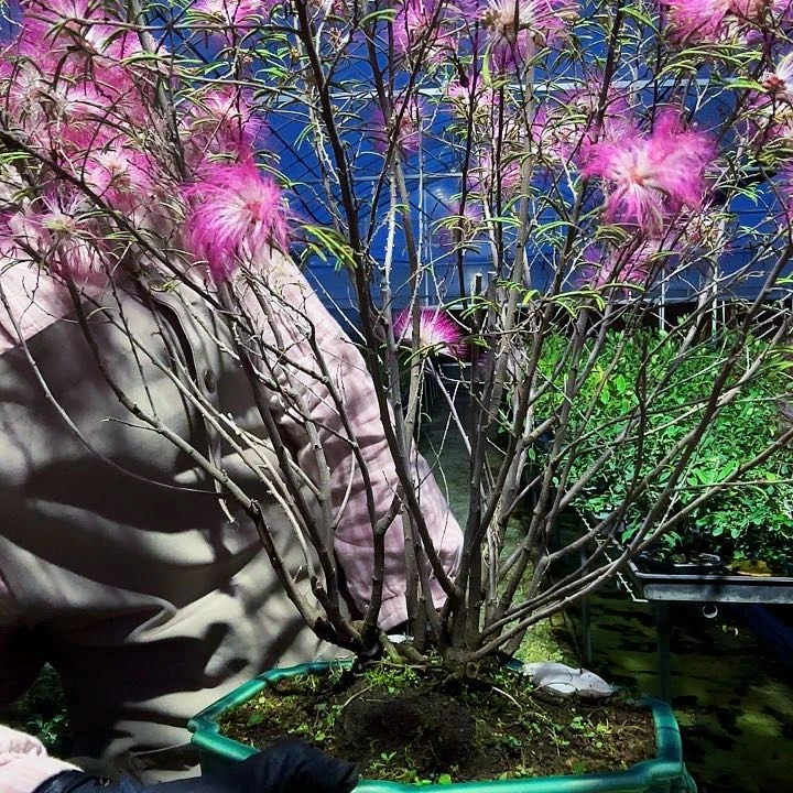 无花朵布*?粉色姬合欢老桩