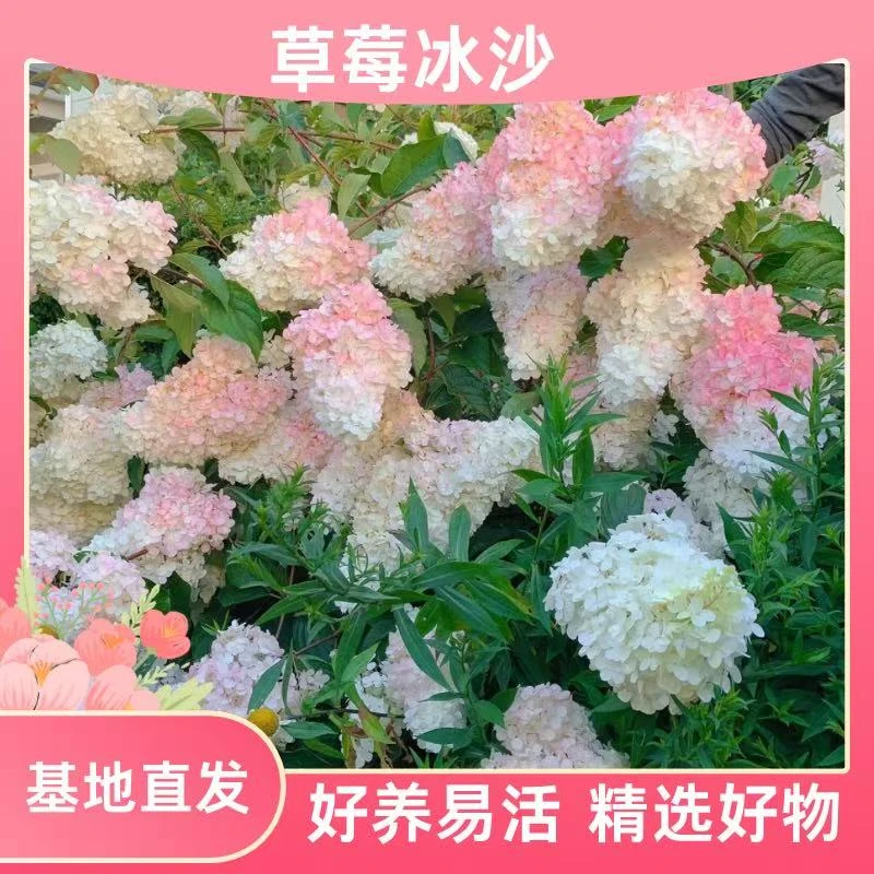 【草莓冰沙】圆锥绣球花 带花带花苞 爆款推荐 基地 后期会变色