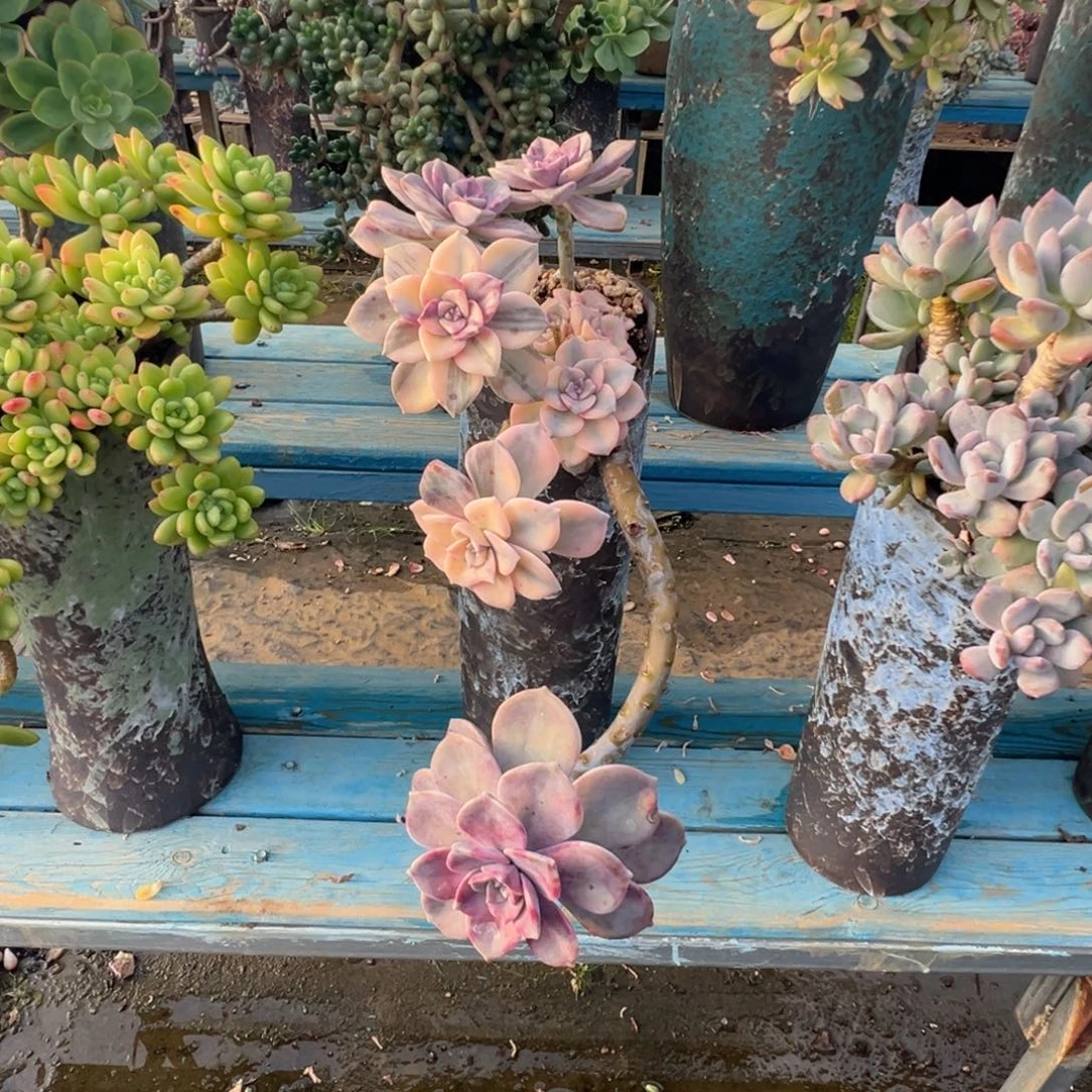 精品紫乐锦妖桩加盆加物流费