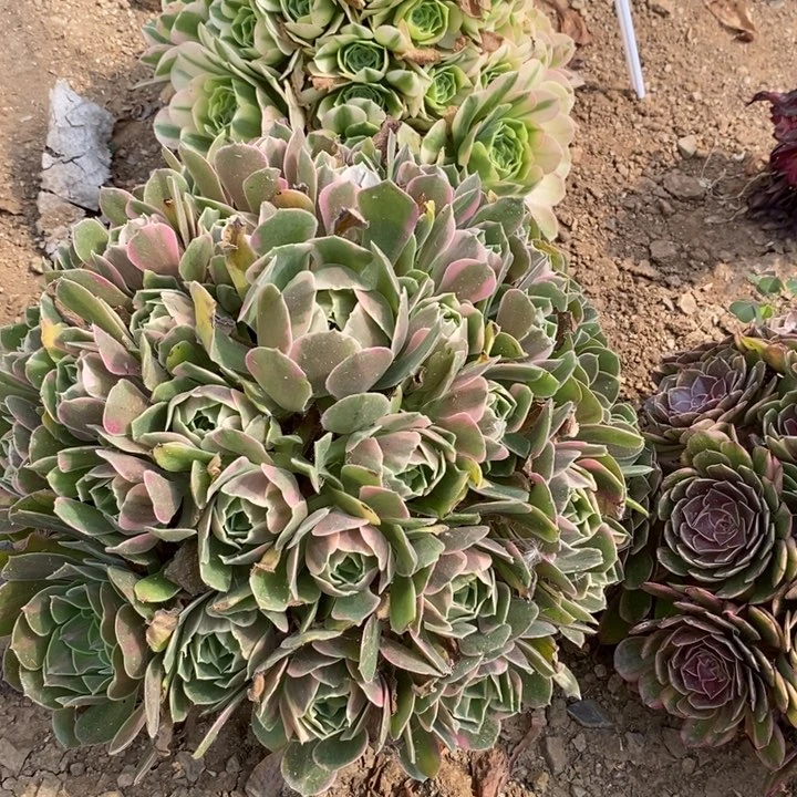 01931女妖多肉植物