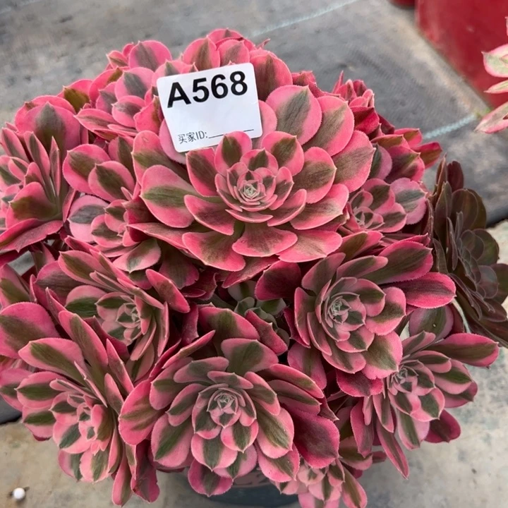 568女巫22厘米左右