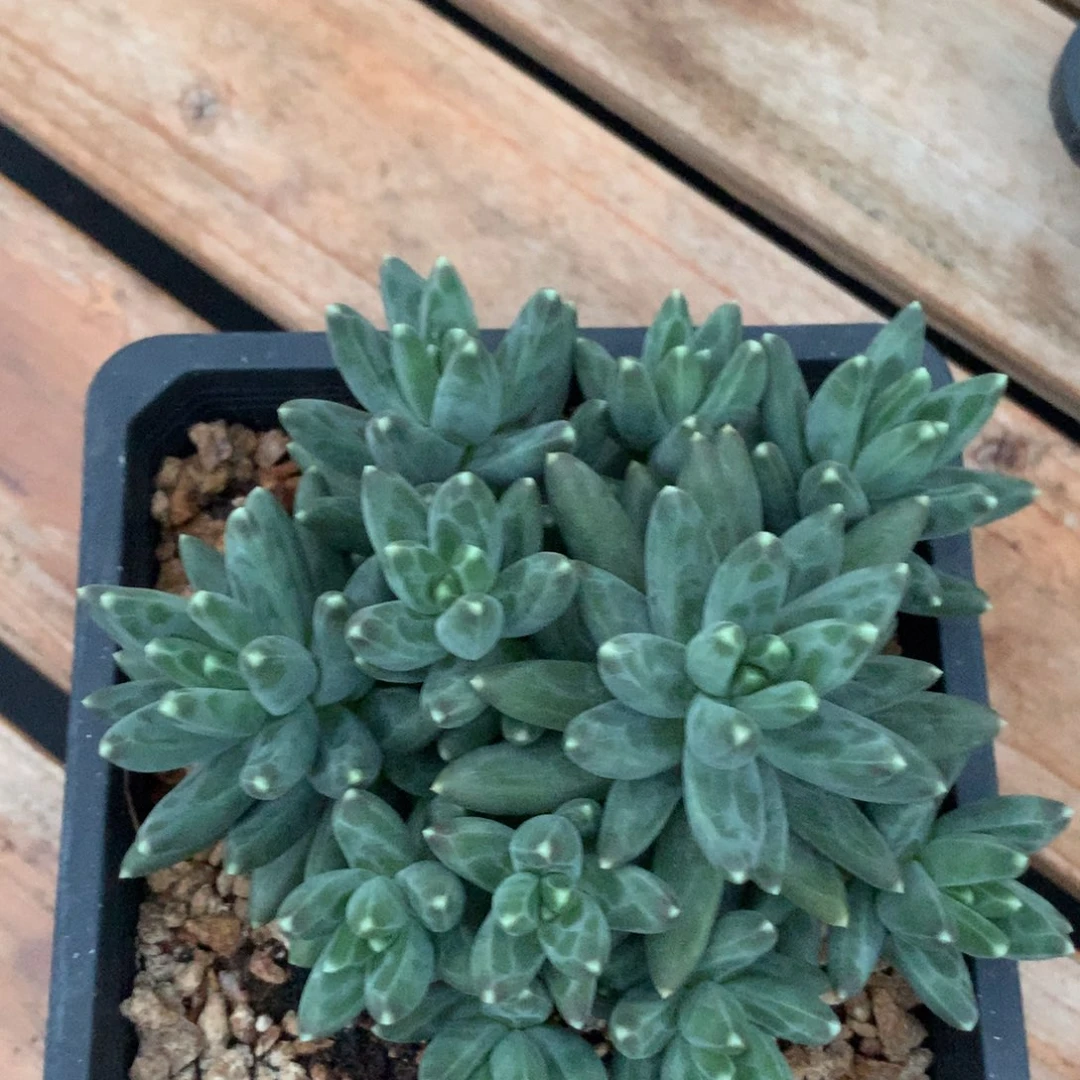 多肉植物 一物一拍