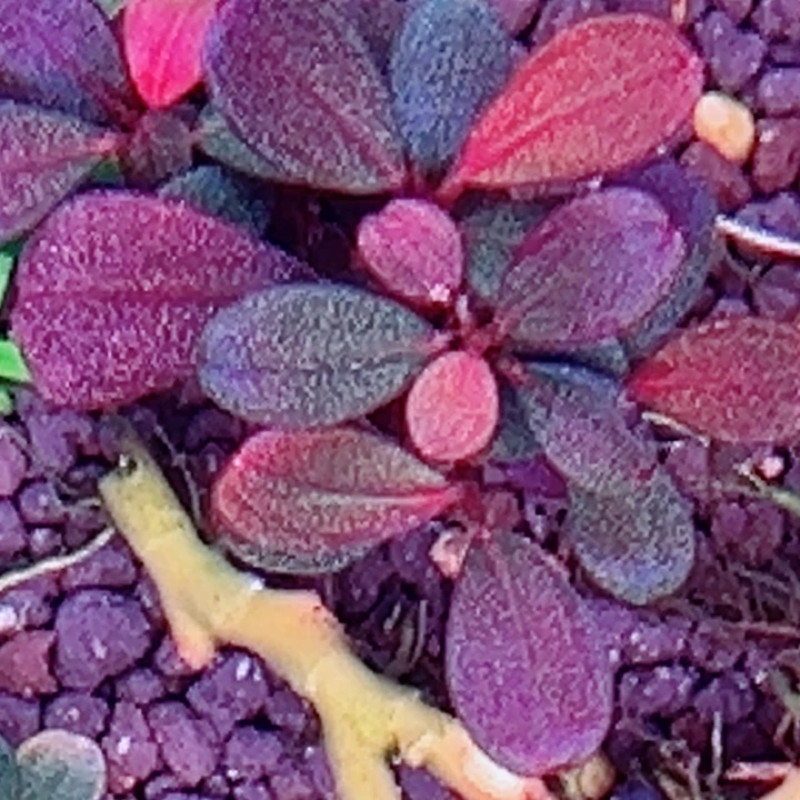 福利51号福利价植物一头