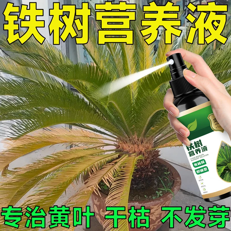 铁树专用营养液室外养殖土培盆栽专用黄叶掉叶怎么补救植物营养液