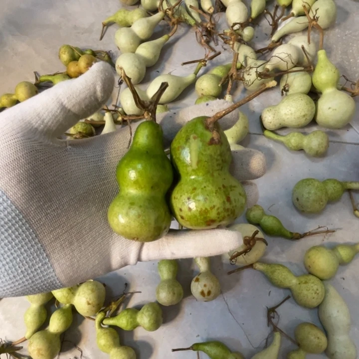 ****争葫芦葫芦葫芦葫芦