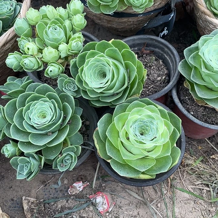 山地玫瑰4颗不一样