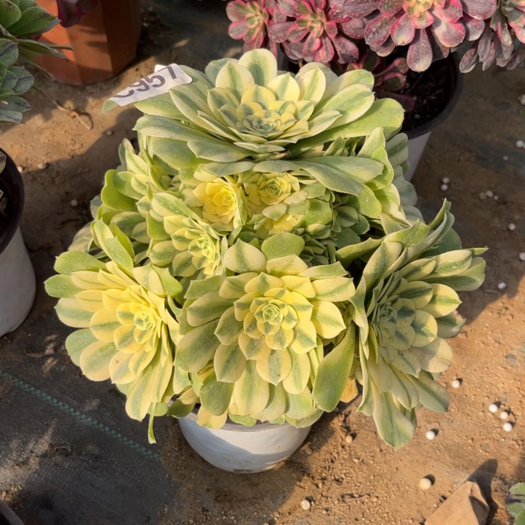 957多肉植物辛尼亚