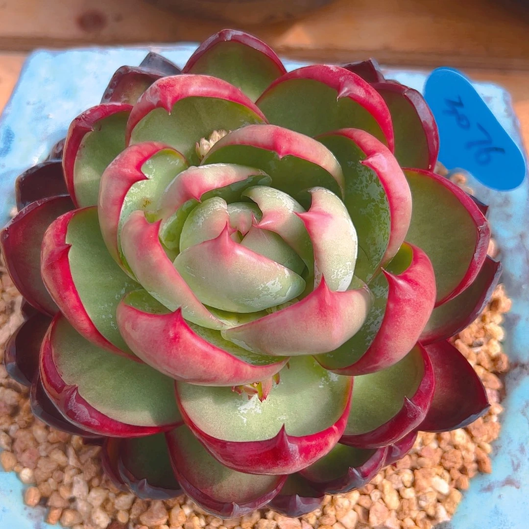 甜*惊鸿仙子一物一拍3076号