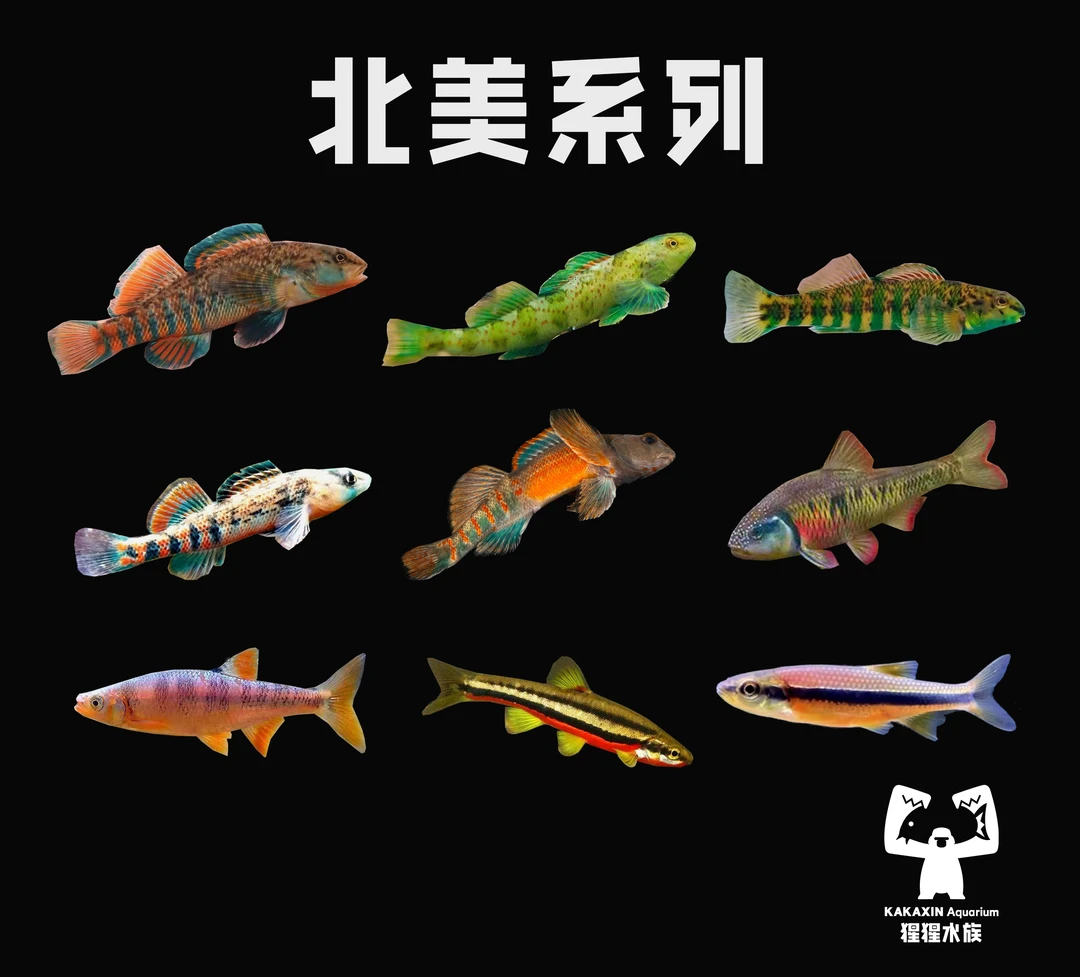 【猩猩水族】北美鱼 鳔鲈