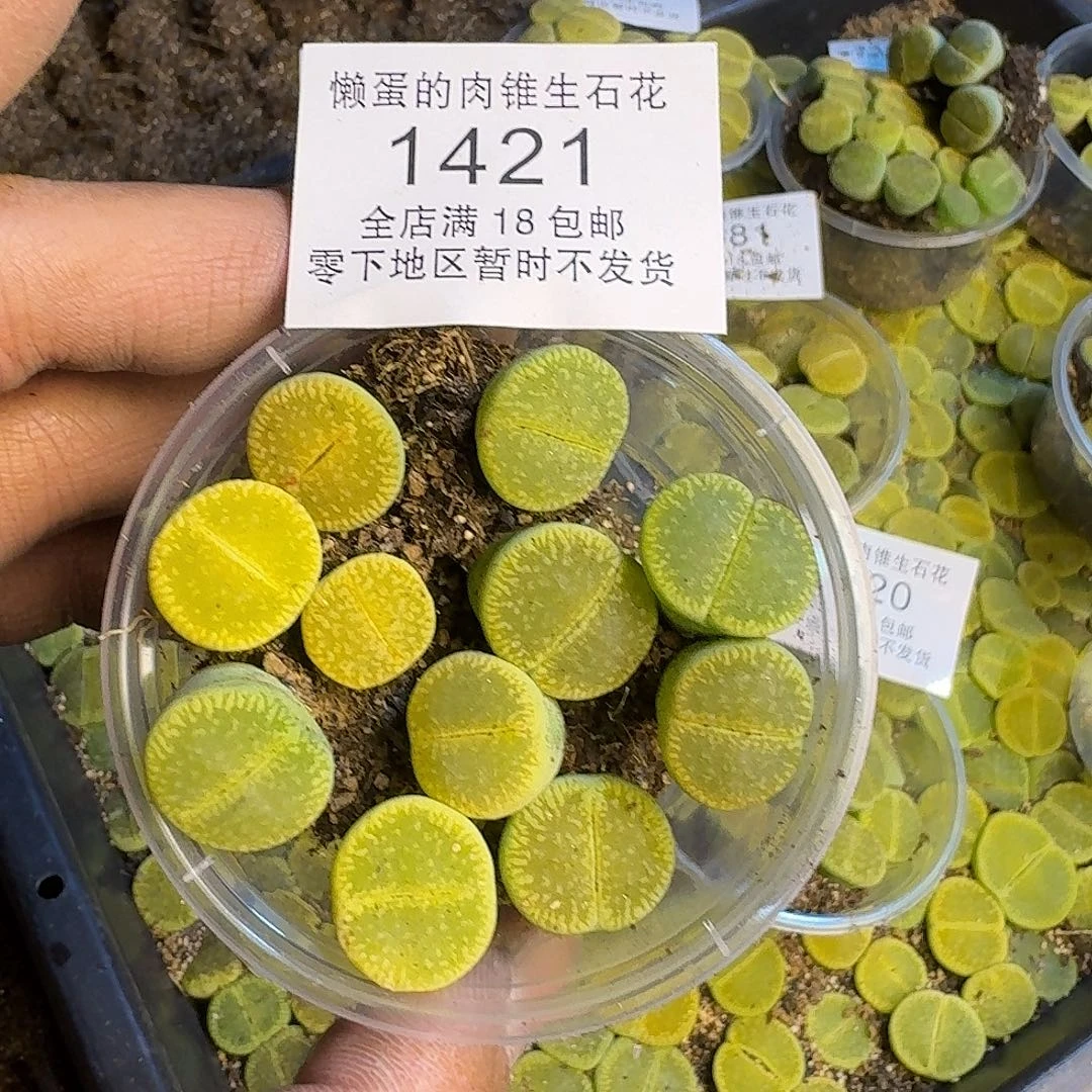 1421 哈哈哈哈哈哈哈哈哈