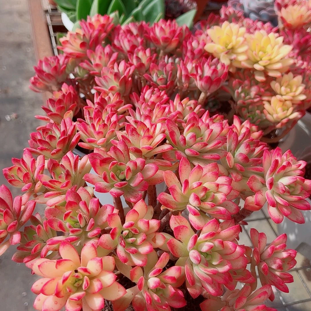 七彩云南叮当锦多头