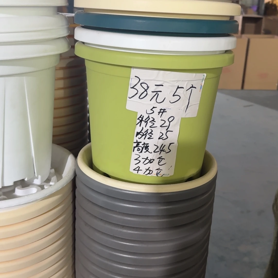 四季5#口径29无拖果绿5个