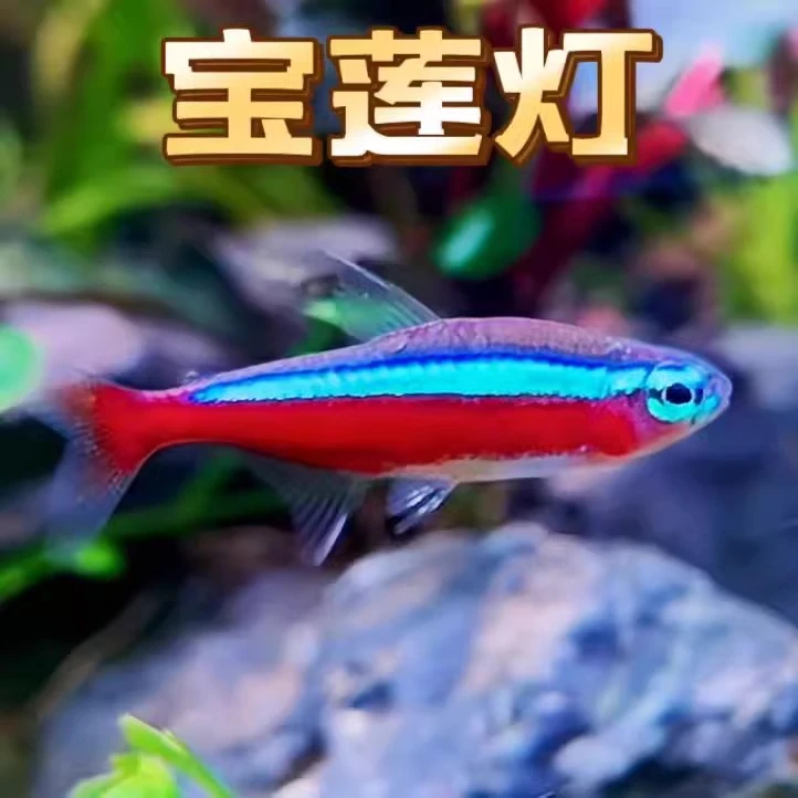 顺丰包邮巴西进口宝莲灯鱼淡水鱼热带鱼小型灯科鱼活体观赏鱼