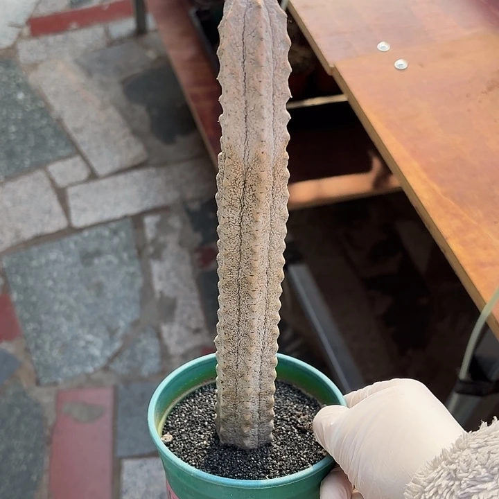 ?*?水逆柱仙人球123