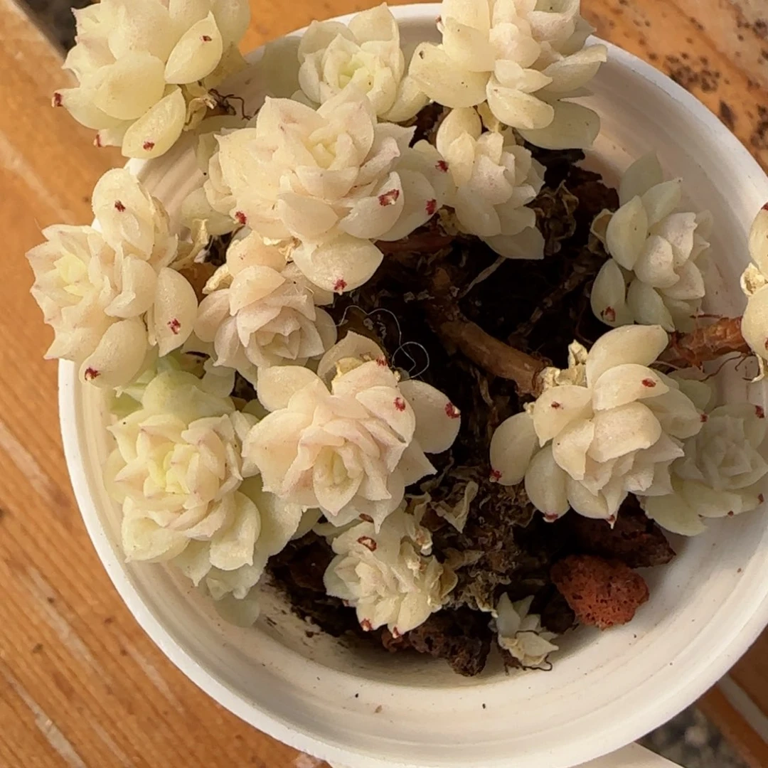 花语逸境0222-489散