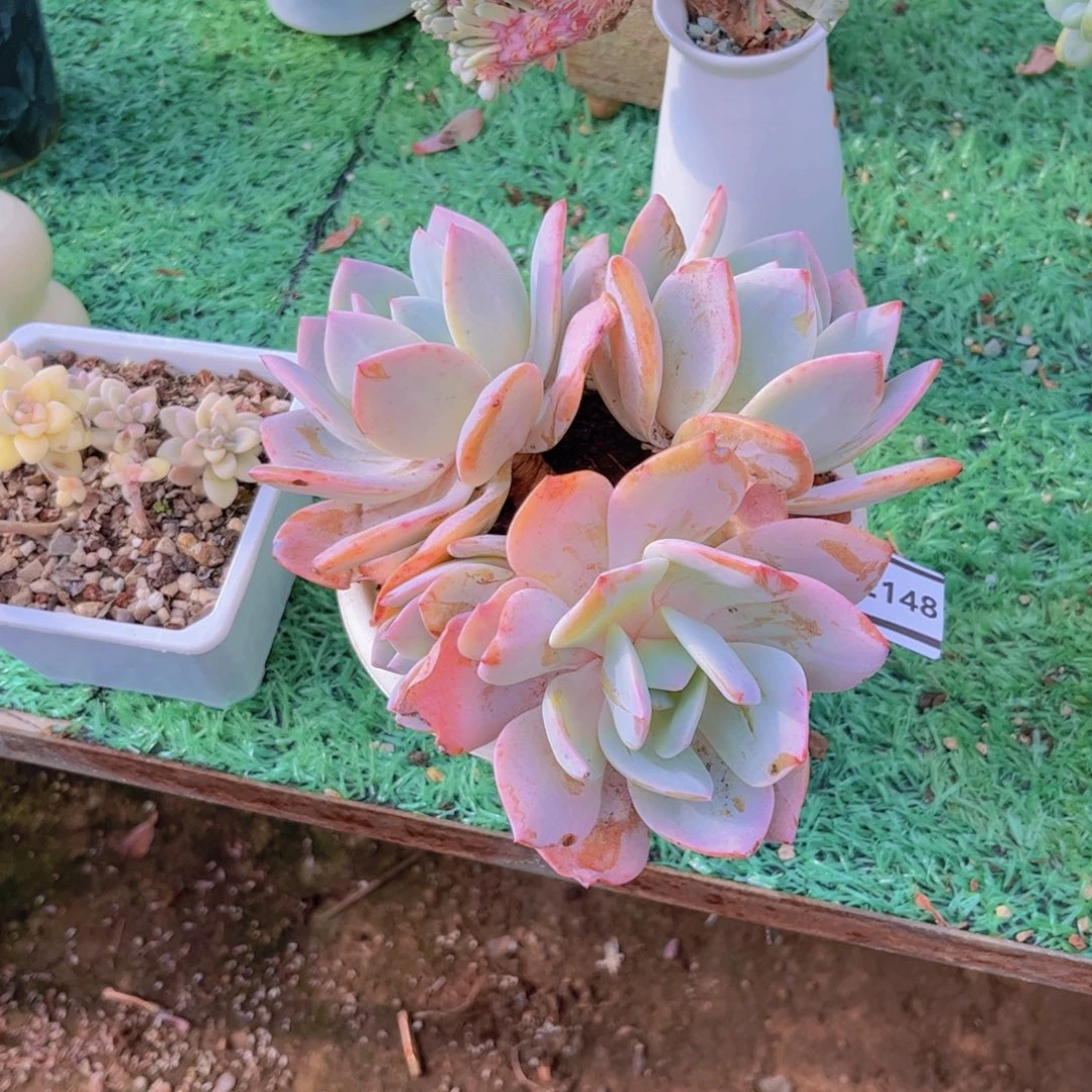 静***跳国版奶茶多肉植物02148