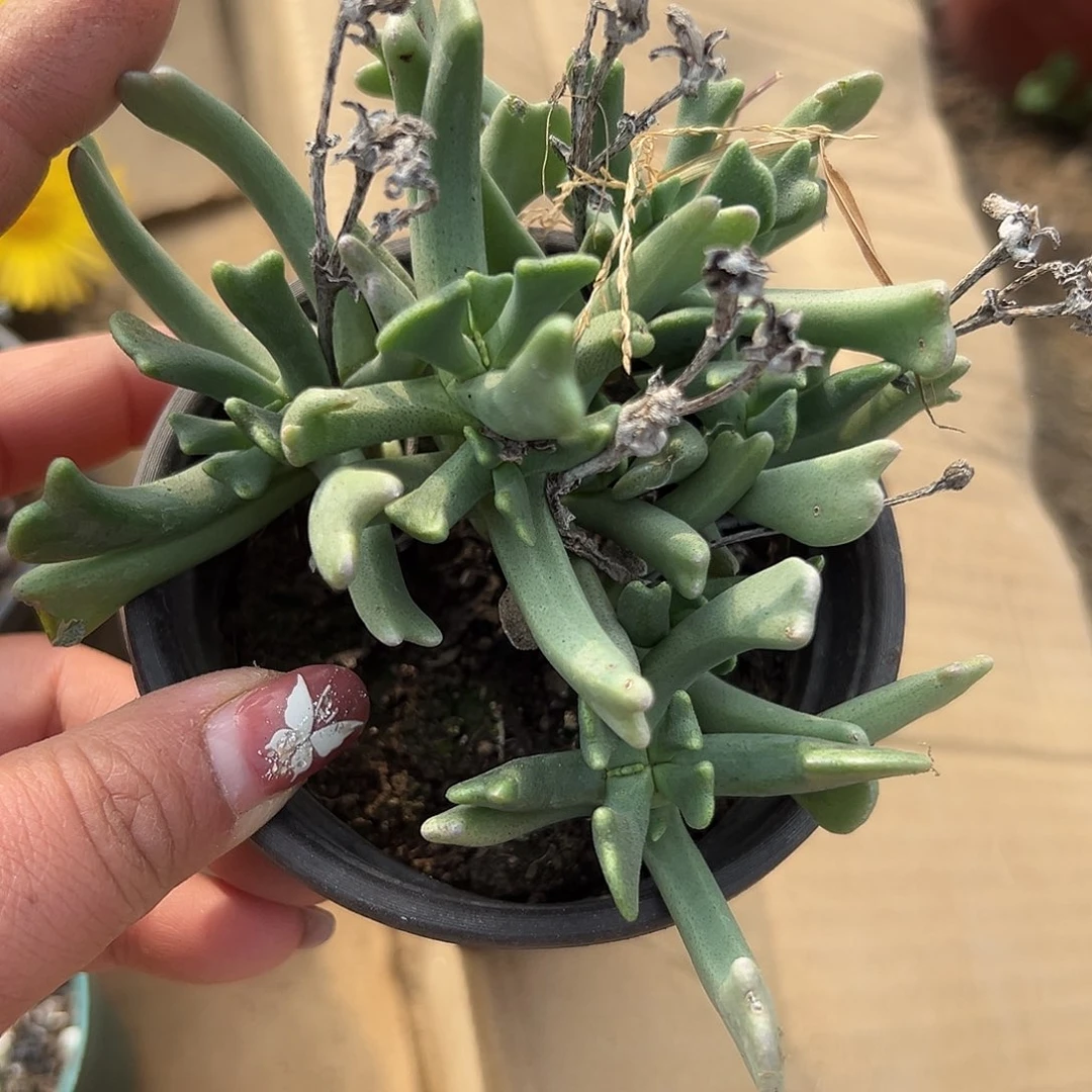 多肉植物快刀斩乱麻