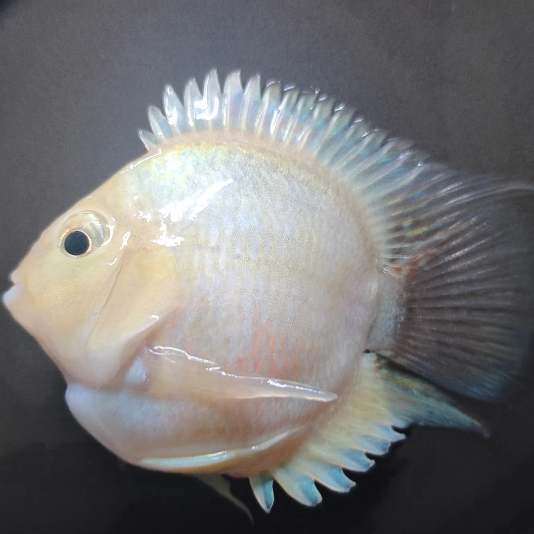 缩尾桃心迷你鹦鹉鱼