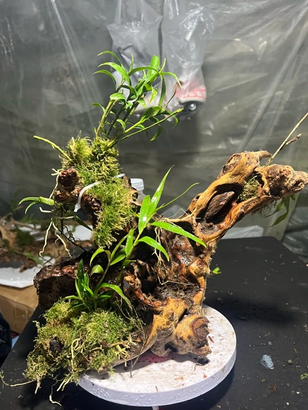 风化木绿植寄生植物紫皮石斛随机发货直播间适用