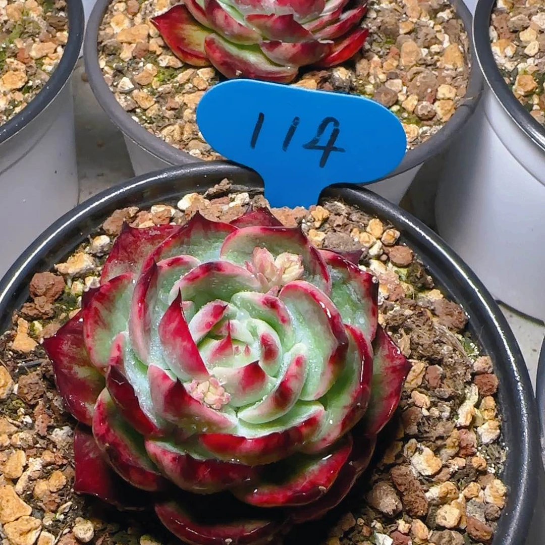 惊鸿仙子一物一拍114号