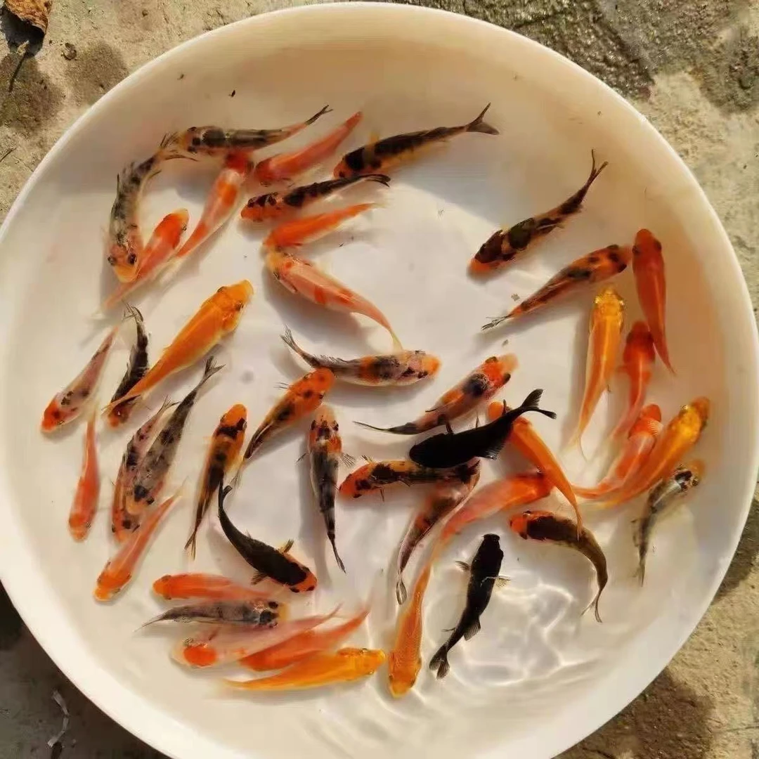 到手20条各色观赏鱼玛雅黑金白蝴蝶金鱼备损5条