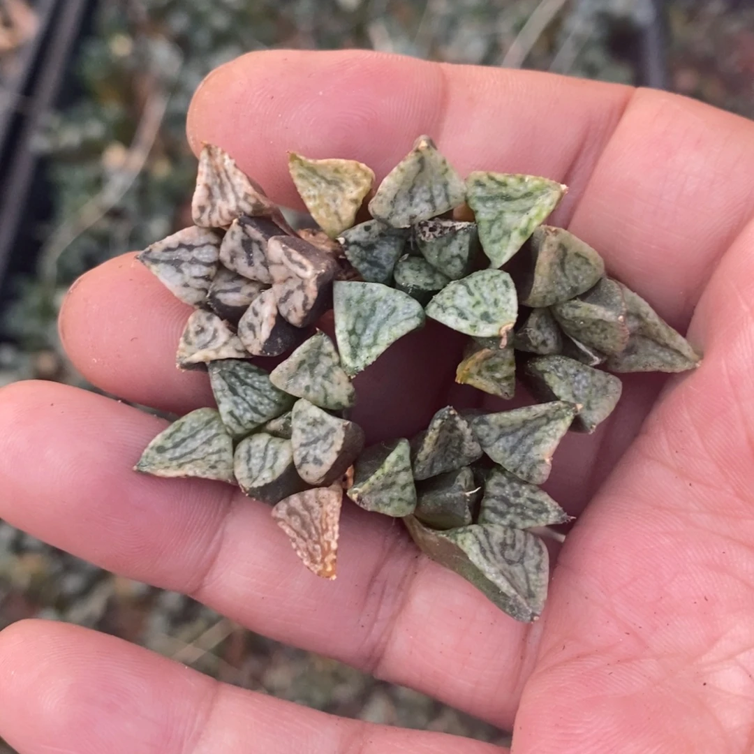 1621 一颗小潘多拉魔盒 整点福利