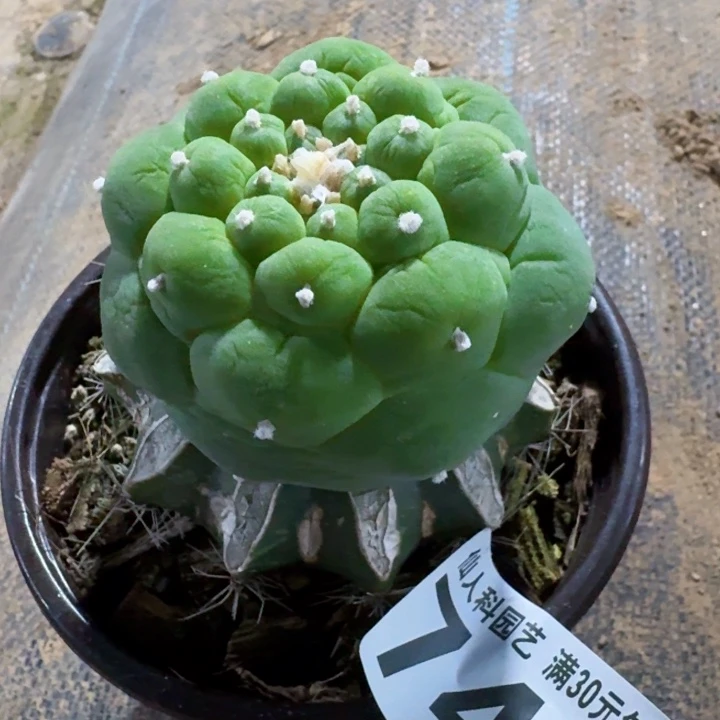 老***746荧光大皱油仙仙人球