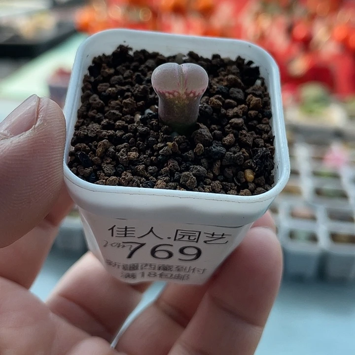 佳人园艺多肉生石花cm10风铃769