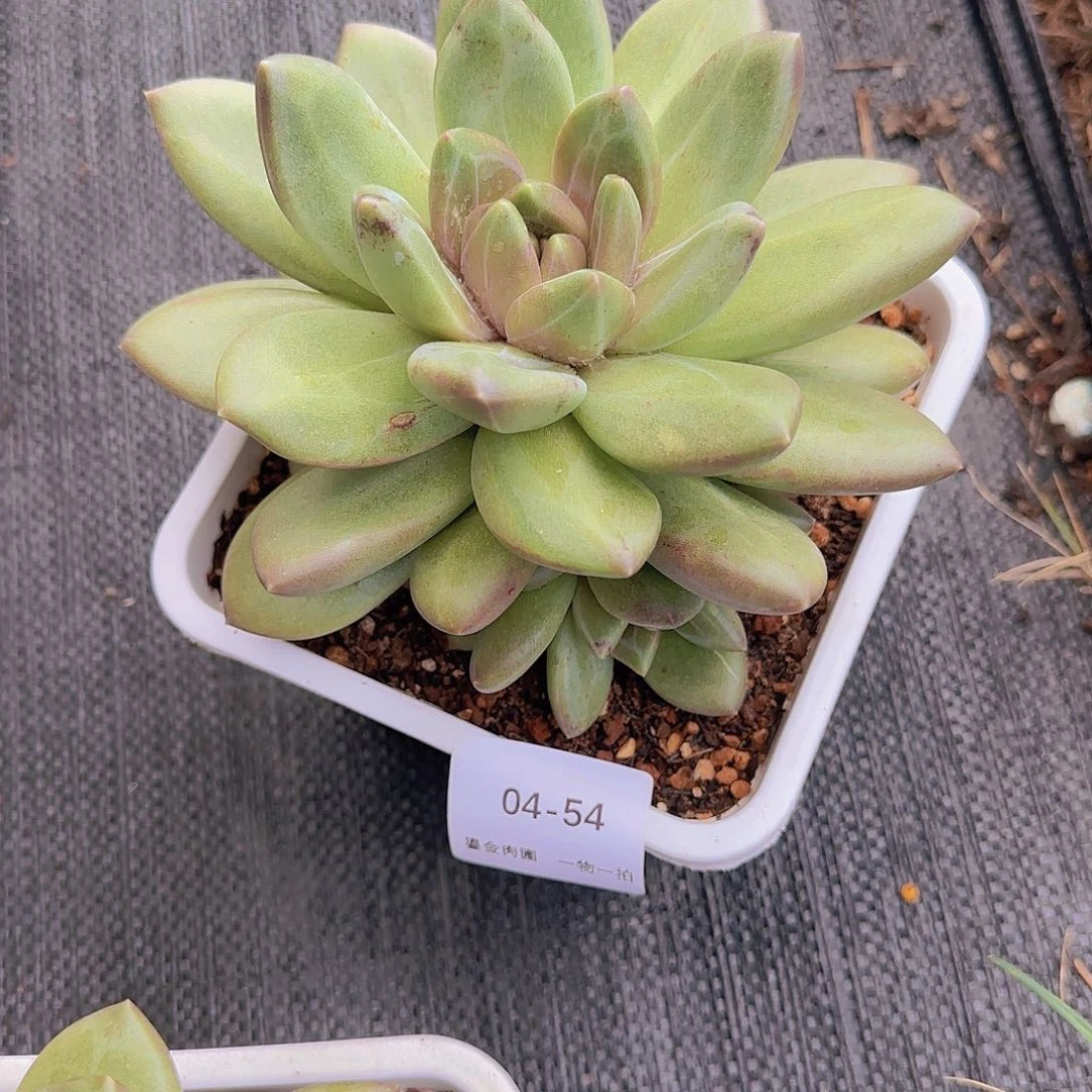 梦***萍04-54迷雾泡泡