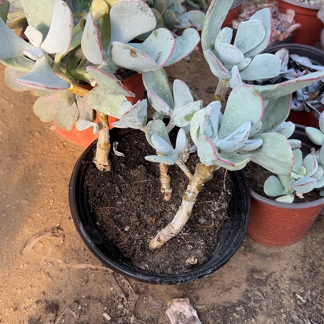 多肉植物轮回老庄
