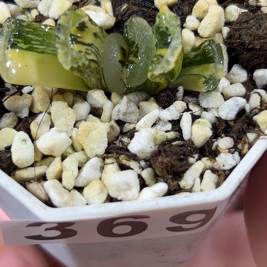 浮藻锦十二卷多肉植物369